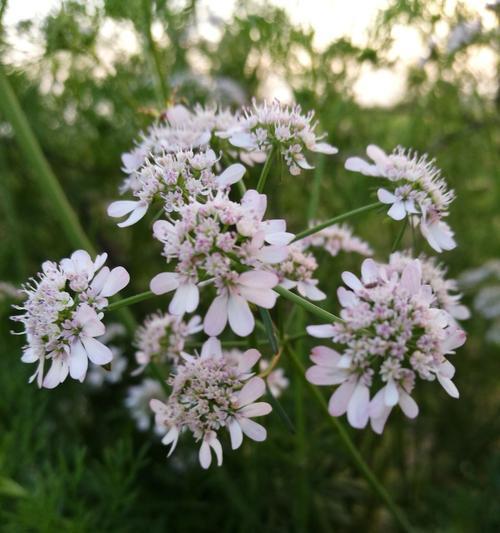 以香菜会开花吗（香菜的生长周期）