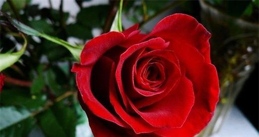 花香四溢，寄情馨香——以香水玫瑰的花语（玫瑰花语）