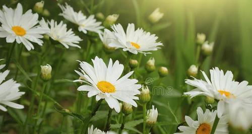 小雏菊的花语与寓意（以小雏菊的花语感受纯洁与希望）