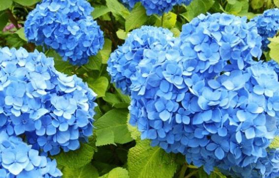 绣球花的花语——美丽与纯真（探索绣球花的寓意与意义）