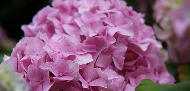 绣球花花语与寓意（探索绣球花的花语和象征）