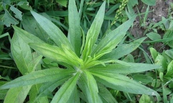 一年蓬的花语与寓意（盛开于岁月之间的美丽与坚韧）