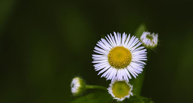 一年蓬的花语与寓意（盛开于岁月之间的美丽与坚韧）