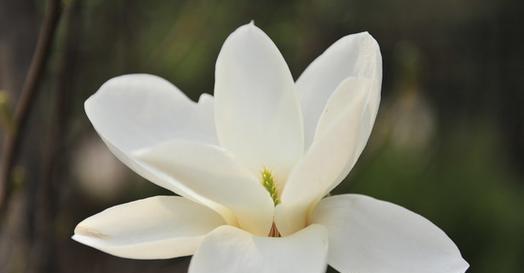 玉兰花绽放的律动（探寻玉兰花开的神秘预兆）
