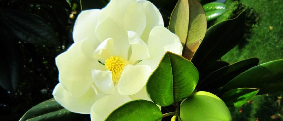 玉兰花绽放的律动（探寻玉兰花开的神秘预兆）
