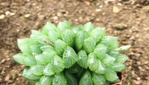 玉露的花语和寓意（揭开玉露的神秘花语）