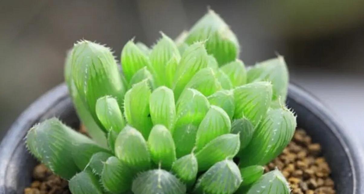 玉露的花语和寓意（揭开玉露的神秘花语）