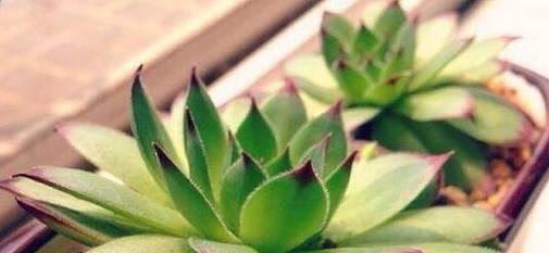 美好植物——自然的寓意（探索大自然中的美丽）