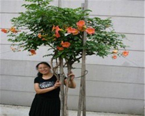 浅谈凌霄花的生长特点与养护技巧（了解凌霄花）