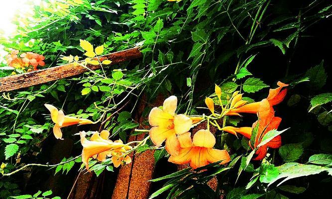 探寻凌霄花的寓意（寓意深远的凌霄花）