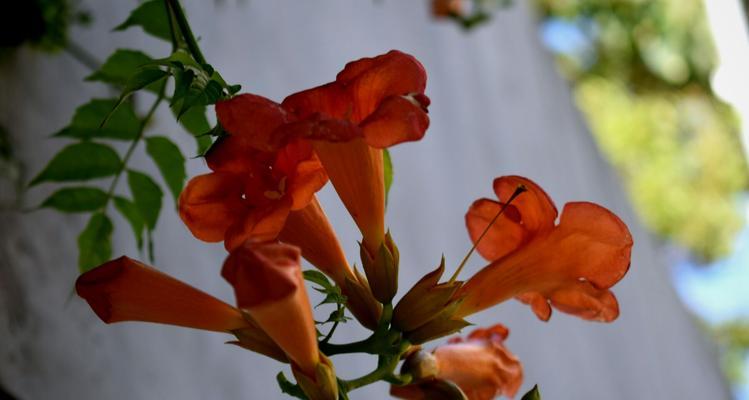 凌霄花的花期及开花次数（一年开几次花）