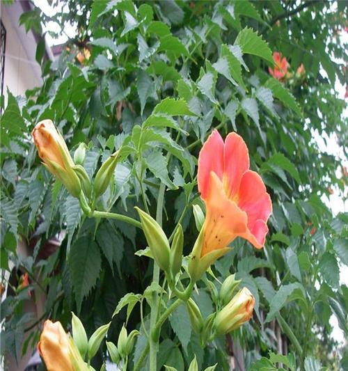 凌霄花生长全解析（一年内高度增长秘密揭秘）