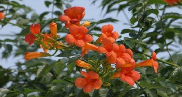 浅谈凌霄花移栽注意事项（适合什么季节移栽）