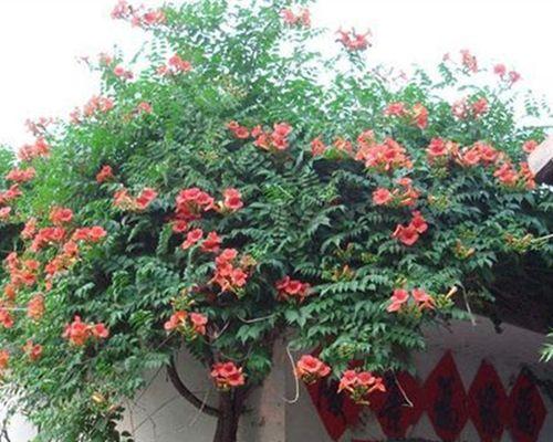 如何选择合适的盆栽来种植凌霄花（盆栽大小的关键因素及其他种植要点）