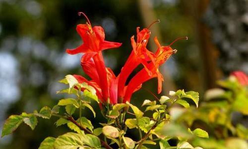探究凌霄花的香味来源（凌霄花的气味特点与提取方法）