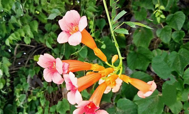 主题什么是凌霄花？