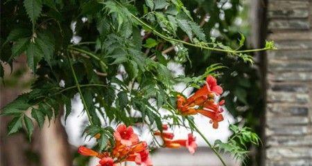 凌霄花的养殖方法与技巧（打造迷人的凌霄花园林）