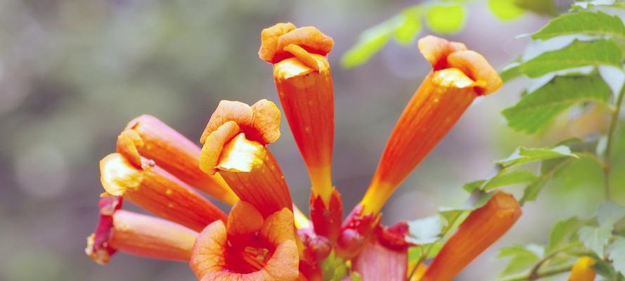 凌霄花开花期及观赏技巧——了解凌霄花的生长习性，助你更好欣赏