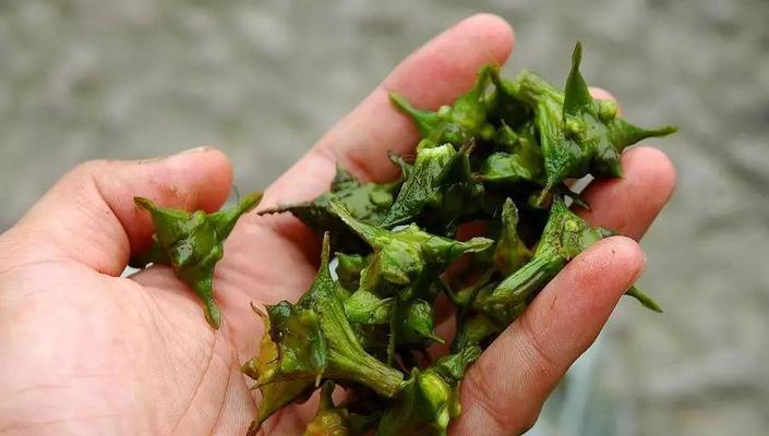 菱角——南方水果之王