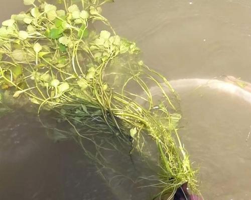 如何种植菱角种子（从选种到收获）