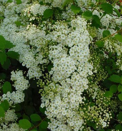 菱叶绣线菊的花期与开花次数（了解菱叶绣线菊的生长习性与观赏价值）