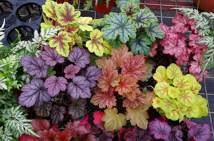 耐零下10度的冬季花卉（在冬日中绽放的芳香与美丽）