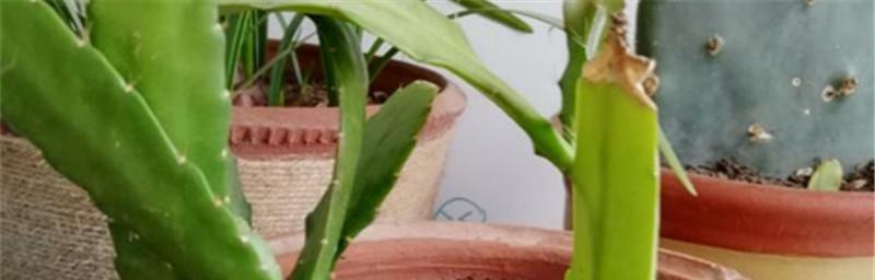 令箭荷花的快速发芽技巧（如何让令箭荷花在短时间内迅速发芽）