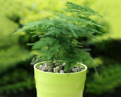 硫酸亚铁（适合哪些花卉绿植）