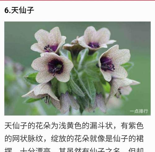 榴花秋舞月季的优缺点（探寻榴花秋舞月季的美丽与不足）