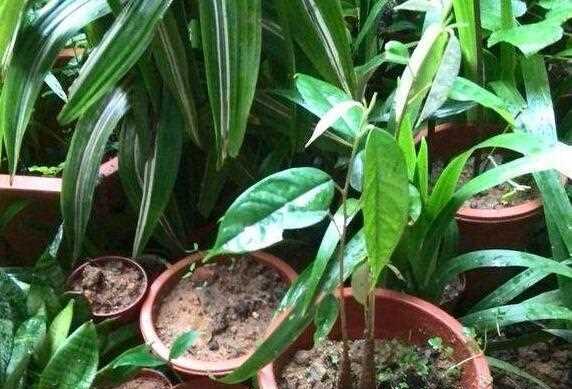 榴莲成熟季节揭秘（探寻榴莲的成熟时期）