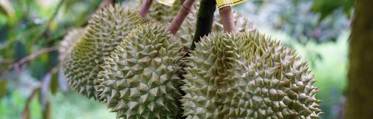榴莲成熟季节揭秘（探寻榴莲的成熟时期）