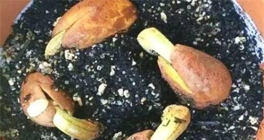 榴莲籽的种植方法及技巧（让榴莲自家种）