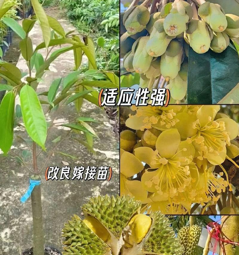 榴莲盆栽指南（打造私人榴莲园）