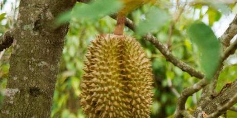 榴莲产地研究——哪里的榴莲最好（以品质、口感和产量为指标）