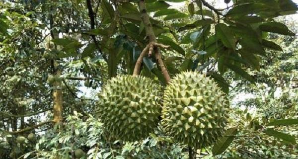 榴莲产地研究——哪里的榴莲最好（以品质、口感和产量为指标）