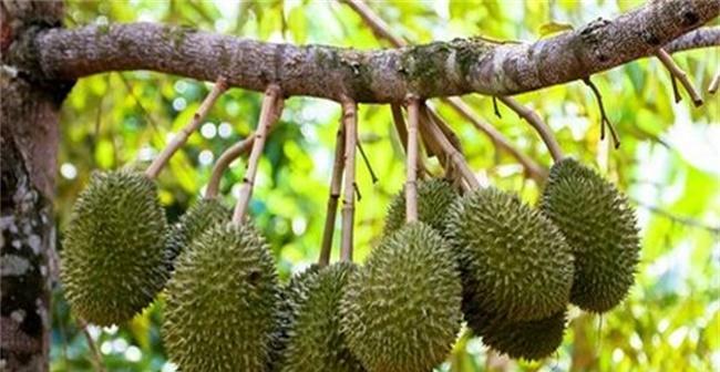 榴莲皮的妙用——肥料（为你的植物提供天然肥料）