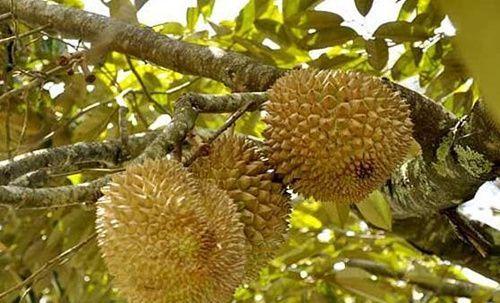 榴莲皮的妙用——肥料（为你的植物提供天然肥料）