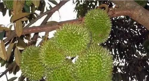 榴莲的生长环境条件及特点（探究榴莲成长的秘密）