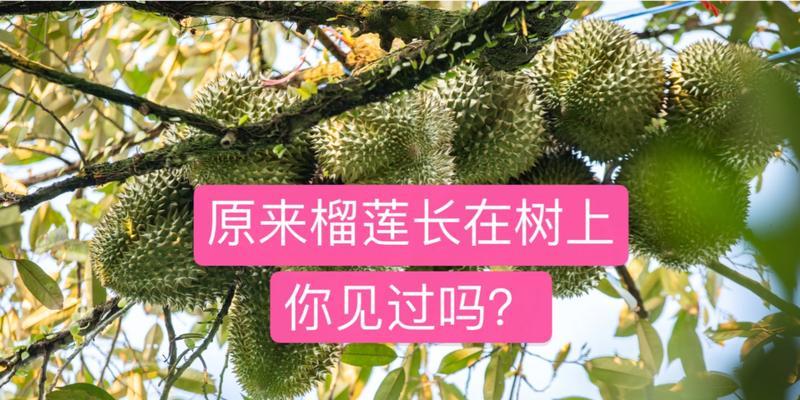探秘榴莲树的生长环境（适合生长的地方条件及影响榴莲品质的因素）