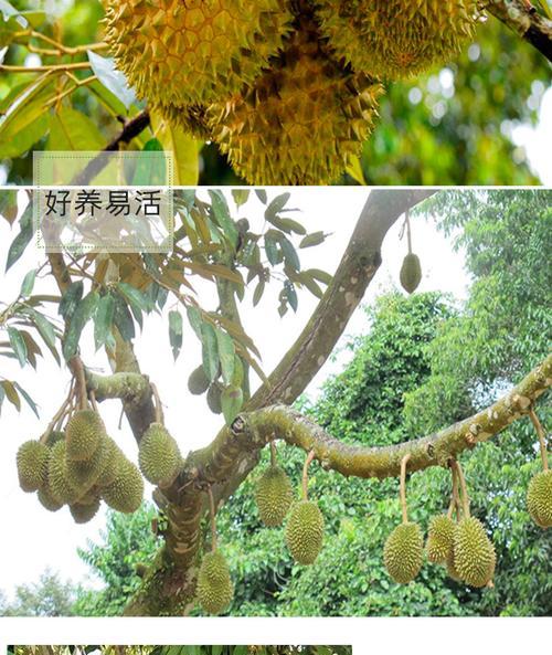 探秘榴莲树的生长环境（适合生长的地方条件及影响榴莲品质的因素）