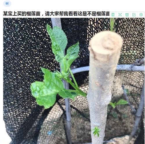 榴莲树为何冬天会掉叶子（探究榴莲树冬季掉叶的原因和应对方法）