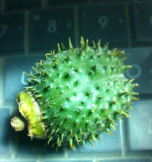 榴莲种子（探究榴莲种子的毒性和食用方式）