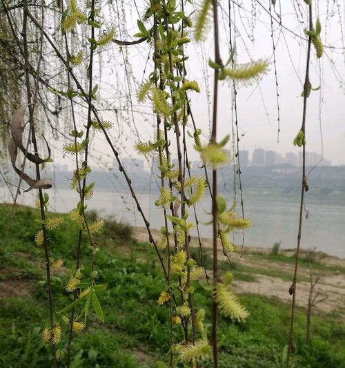 柳树的花色主要为什么颜色（解密柳树花色的奥秘）