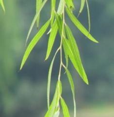 揭秘柳树是否属于被子植物（柳树的生长习性及分类情况）
