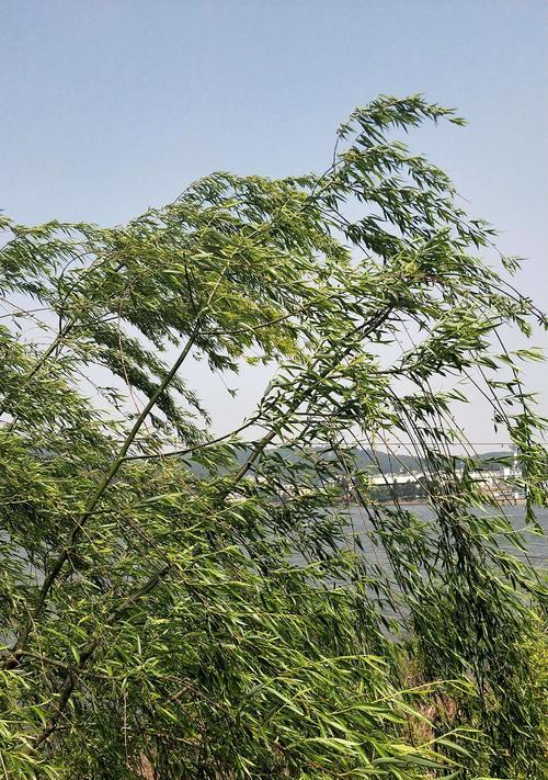 柳树的根系类型及特点（探究柳树的根系类型与生态环境）