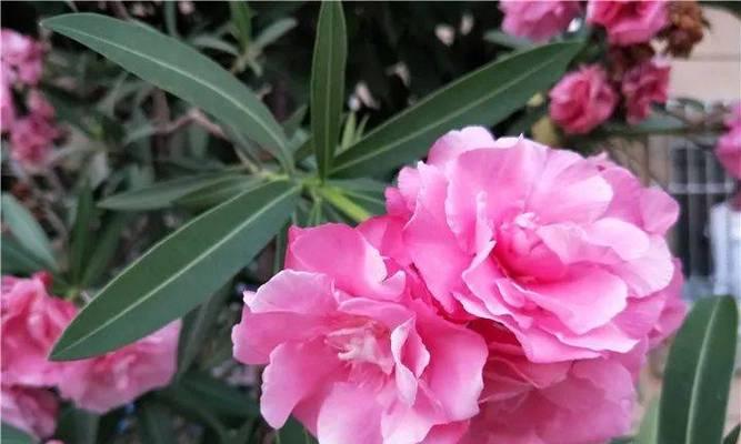 柳桃花放在室内养（了解柳桃花的毒性）