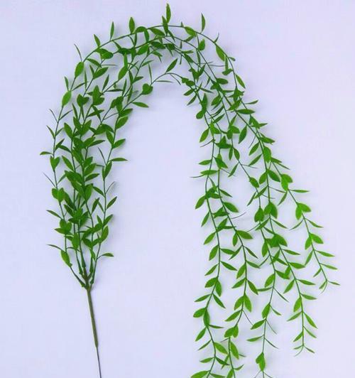 柳叶的形状和特征（探究柳叶的形态特征及其与物种适应性的关系）