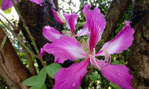 洋紫荆，柳州的市花（探寻洋紫荆的象征与寓意）