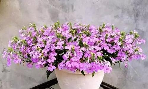 六倍利花期是多少天（教你如何计算六倍利花期）