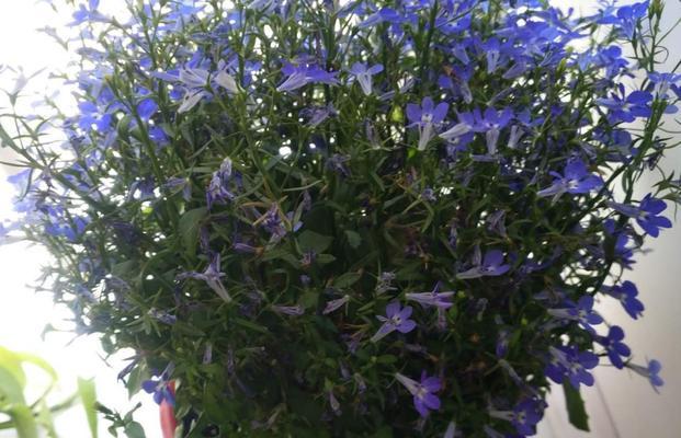 六倍利什么时候播种最适宜（如何选择适宜的播种时间）